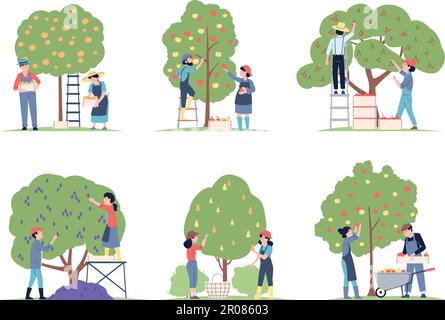 Picking from fruits tree. People collect apples, pears and cherry, agriculture harvest scenes. Planting and gardening, recent vector farmers set Stock Vector