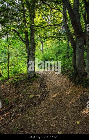 explore wilderness scenery of carpathian forests. path among the trees. nature background with green foliage Stock Photo