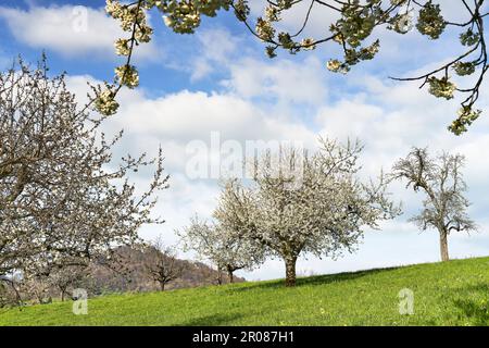 Blossoming cherry trees in Schwarzbubenland near Zullwil SO. Switzerland Stock Photo