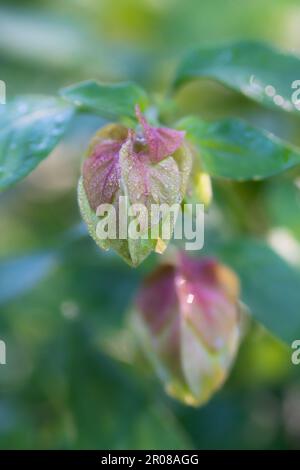 The Mexican shrimp plant, Justicia brandegeeana, has white flowers extending from red bracts. Stock Photo