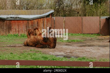 Camel in zoo. Wild animal under protection. Camel with two humps lying on grass. Kyiv zoo landscape, Ukraine. Wild animal in zoo. Stock Photo