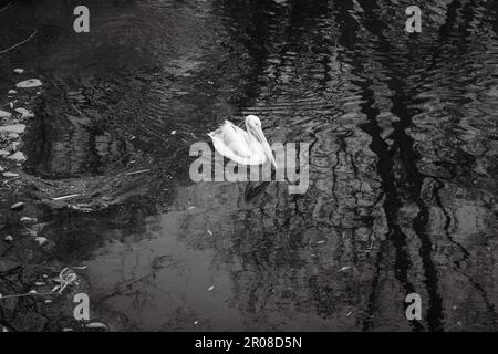 White pelican in the water. Lonely pelican in pond. Zoo animals. Wild animals in zoo. Pelican swimming in lake. Wildlife concept. Stock Photo