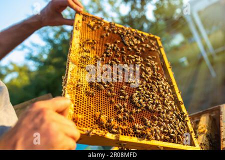 beekeeper inspects frame with queen cells on apiary in evening in rays of setting sun. beekeeper shares frames in hive with hive tool. Beehives on bad Stock Photo