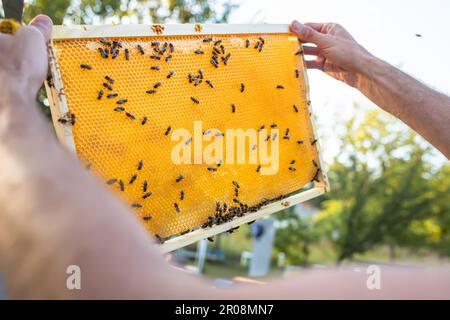 Beehive Spring Management. beekeeper inspecting bee hive and prepares apiary for summer season. Beekeeping. Beekeeper grey protective suit costume che Stock Photo