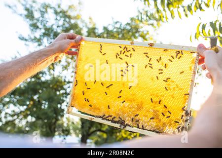 Beehive Spring Management. beekeeper inspecting bee hive and prepares apiary for summer season. Beekeeping. Beekeeper grey protective suit costume che Stock Photo