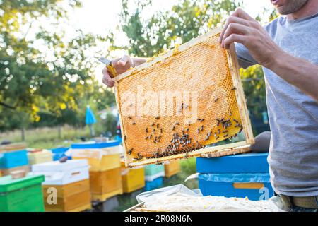 Beehive Spring Management. beekeeper inspecting bee hive and prepares apiary for summer season. Beekeeping. Beekeeper grey protective suit costume che Stock Photo