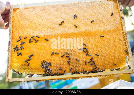 Beehive Spring Management. beekeeper inspecting bee hive and prepares apiary for summer season. Beekeeping. Beekeeper grey protective suit costume che Stock Photo