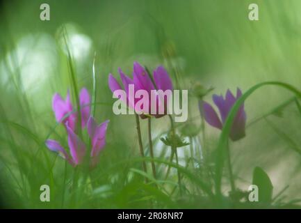 Spring sowbread flower bed in the wood, Cyclamen (cyclamen repandum) growing wild on the forest floor. Sassari, Sardinia, Italy Stock Photo