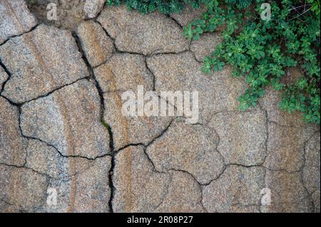 Natural texture of an ancient rock with cracks and green weed in Porto Ferro, Sassari, Sardegna, Italy Stock Photo