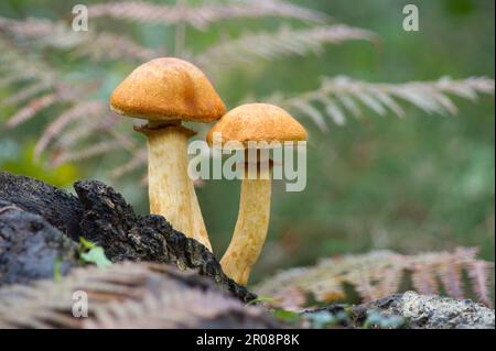 Spectacular rust gall, Schleswig-Holstein (Gymnopilus junonius) (Gymnopilus spectabilis) (Gymnopilus ventricosus) (Pholiota spectabilis) Stock Photo