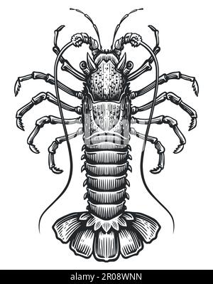 Spiny lobster. Crustacean aquatic animal, crayfish in vintage engraving style. Seafood sketch vector illustration Stock Vector