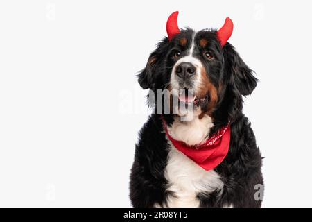 happy bernese mountain dog with devil horns headband opening mouth and panting in front of white background in studio Stock Photo