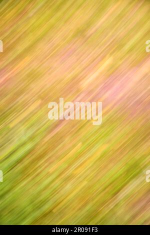 Natural abstract bokeh background in spring scenery. Blurred of grass and flower in the meadow. Stock Photo