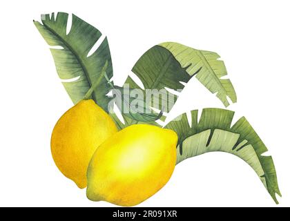 Watercolor illustration of a juicy lemon with tropical banana leaves in the background. Isolated citrus clipart on white background. Hand-drawn Stock Photo