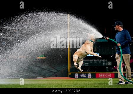 Mariners 'hit a home run' with addition of Tucker, their new clubhouse dog