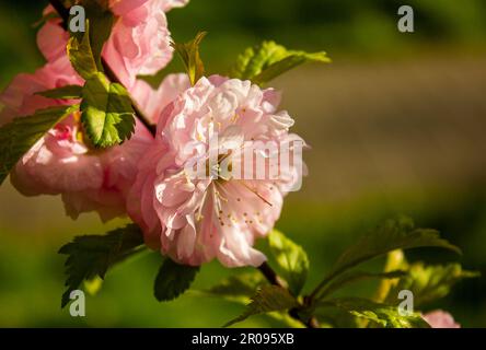 Close up of blooming Luiseania in Spring garden. Blossoming pink flowers of Almond three-blade. Branch With Pink Flower. Spring Rose Cherry Blossom Wi Stock Photo
