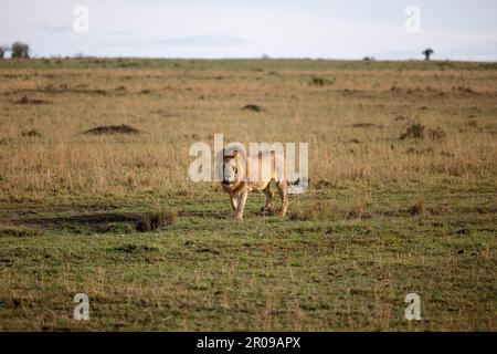 A powerful lion striding across an expansive grassy savannah ...