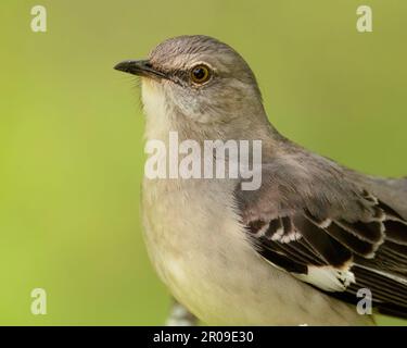 A northern mockingbird portrait. Stock Photo