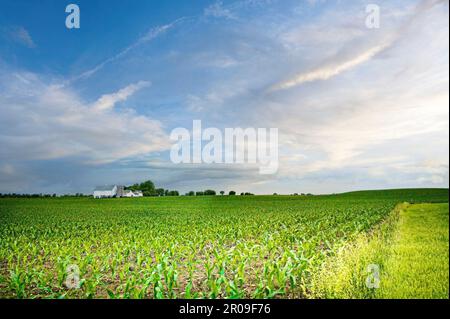 An early season corn crop emerges from the land on a farm in rural Minnesota. Stock Photo