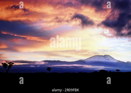 Sunrise over 19,335 foot Mount Kilimanjaro as seen from Arusha National Park in Tanzania. Stock Photo