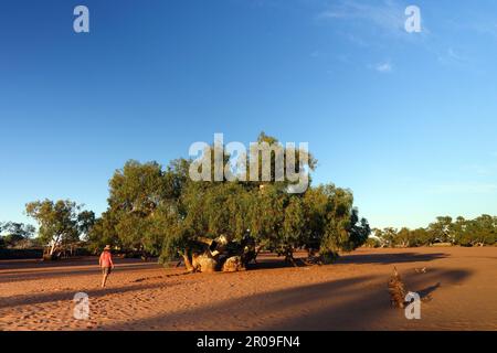 Massive ancient eucalypt tree growing in the middle of the dry Wooramel River, Wooramel River Station, Western Australia. No MR Stock Photo