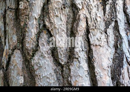 Textures pine tree bark, close up, use as a background Stock Photo