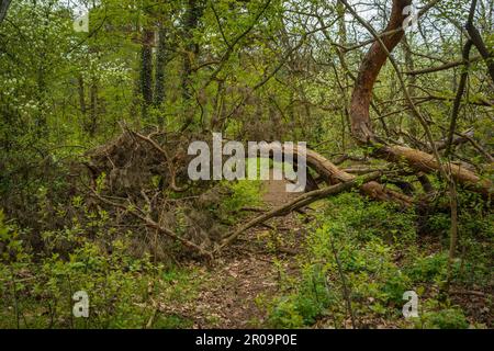 Fallen conifer tree obstructing a path in the Königsheide urban woodland area in Berlin, Germany Stock Photo