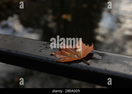 Beautiful wet yellowed maple leaf on black metal handrail in park Stock Photo
