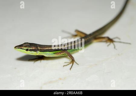Long-tailed Grass Lizard, Takydromus sexlineatus, Sukawati, Bali, Indonesia Stock Photo