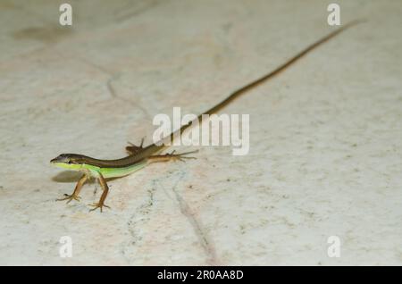 Long-tailed Grass Lizard, Takydromus sexlineatus, Sukawati, Bali, Indonesia Stock Photo
