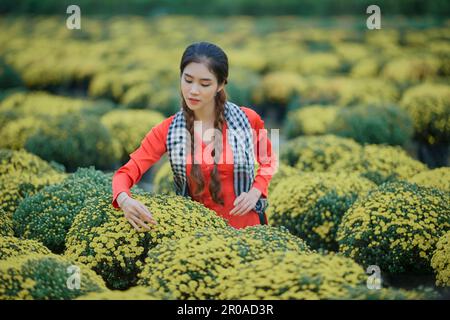 January 8, 2023: portrait of a beautiful Vietnamese girl in the raspberry chrysanthemum garden in Sa Dec city Stock Photo