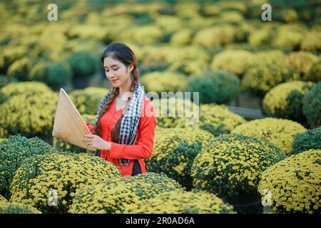 January 8, 2023: portrait of a beautiful Vietnamese girl in the raspberry chrysanthemum garden in Sa Dec city Stock Photo