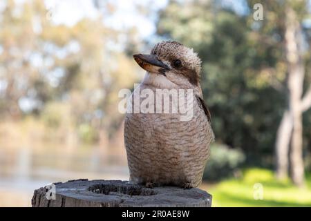 Australian Kookaburra sitting on a tree stump Stock Photo