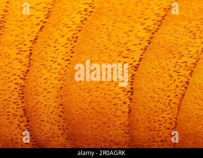Wood grain pattern of a lacquered chair rail Stock Photo