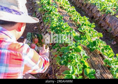 Gardener handles bush of strawberries in the garden. Weed control, planting flowering strawberries bush. Spring gardening. Strawberry plant in farmers Stock Photo