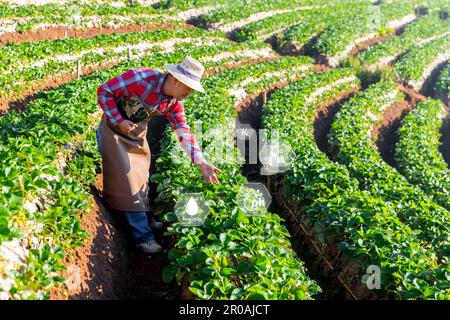 IoT, Internet of Things Modern agriculture smart farming system concept. Internet technology that connects devices and tools. digital computer manage Stock Photo