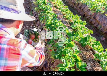 IoT, Internet of Things Modern agriculture smart farming system concept. Internet technology that connects devices and tools. digital computer manage Stock Photo