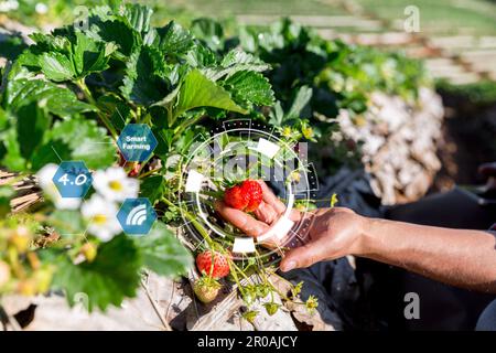 IoT, Internet of Things Modern agriculture smart farming system concept. Internet technology that connects devices and tools. digital computer manage Stock Photo