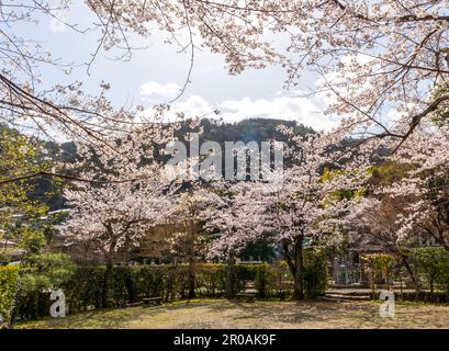 Kyoto, Japan - March 27, 2023: Blooming Sakura in Adashino Nenbutsu-ji Temple in Kyoto, Japan Stock Photo