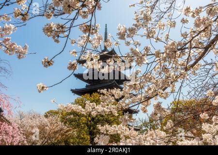 Kyoto Japan - March 28, 2023: To-ji Gojunoto (Five-Story Pagoda) and Sakura in bloom in To-ji  temple in Kyoto, Japan Stock Photo