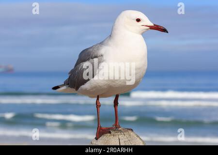 The Hartlaub's or King gull, posing on a wood fence. Photographed at Bloubergstrand, Cape Town. Stock Photo