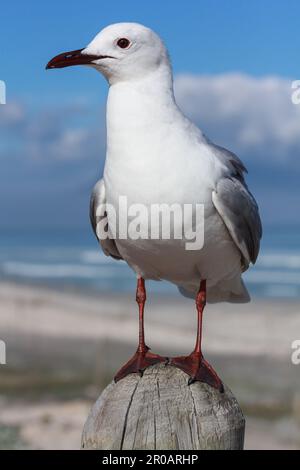 The Hartlaub's or King gull, posing on a wood fence. Photographed at Bloubergstrand, Cape Town. Stock Photo