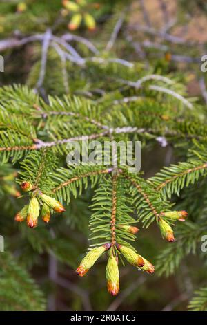 Spruce branches with new buds in spring Stock Photo