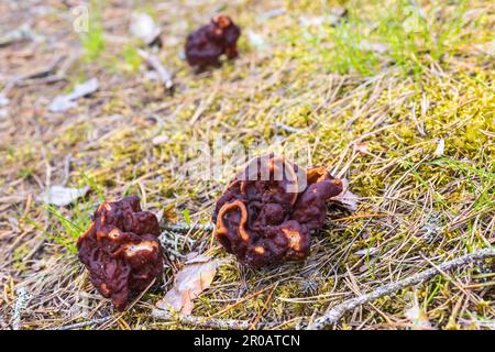 False Morel mushrooms in the woodland Stock Photo