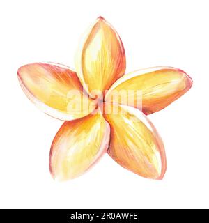 beautiful exotic white flower. Watercolor illustration on a white background. Stock Photo