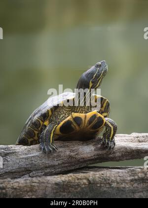 Close-up of a turtle resting on a wooden log above calm green water. Wildlife portrait of a freshwater turtle with patterned shell and striped head, p Stock Photo