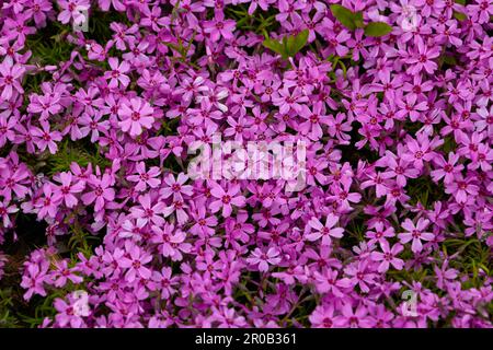 Image of vegetable background from Phlox subulata Marjorie Stock Photo