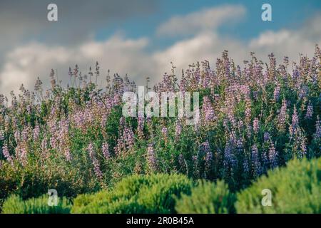 Wilderness area. Shrubs, and wildflowers. Colony of Silvery Lupine (Lupinus argenteus), beautiful the pea-like blue wildflowers in bloom, and the clou Stock Photo