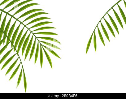 Vector Palm Leaf Illustration With Text Space Isolated On A White Background. Stock Vector