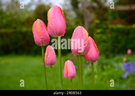Beautiful single pink tulip isolated Stock Photo